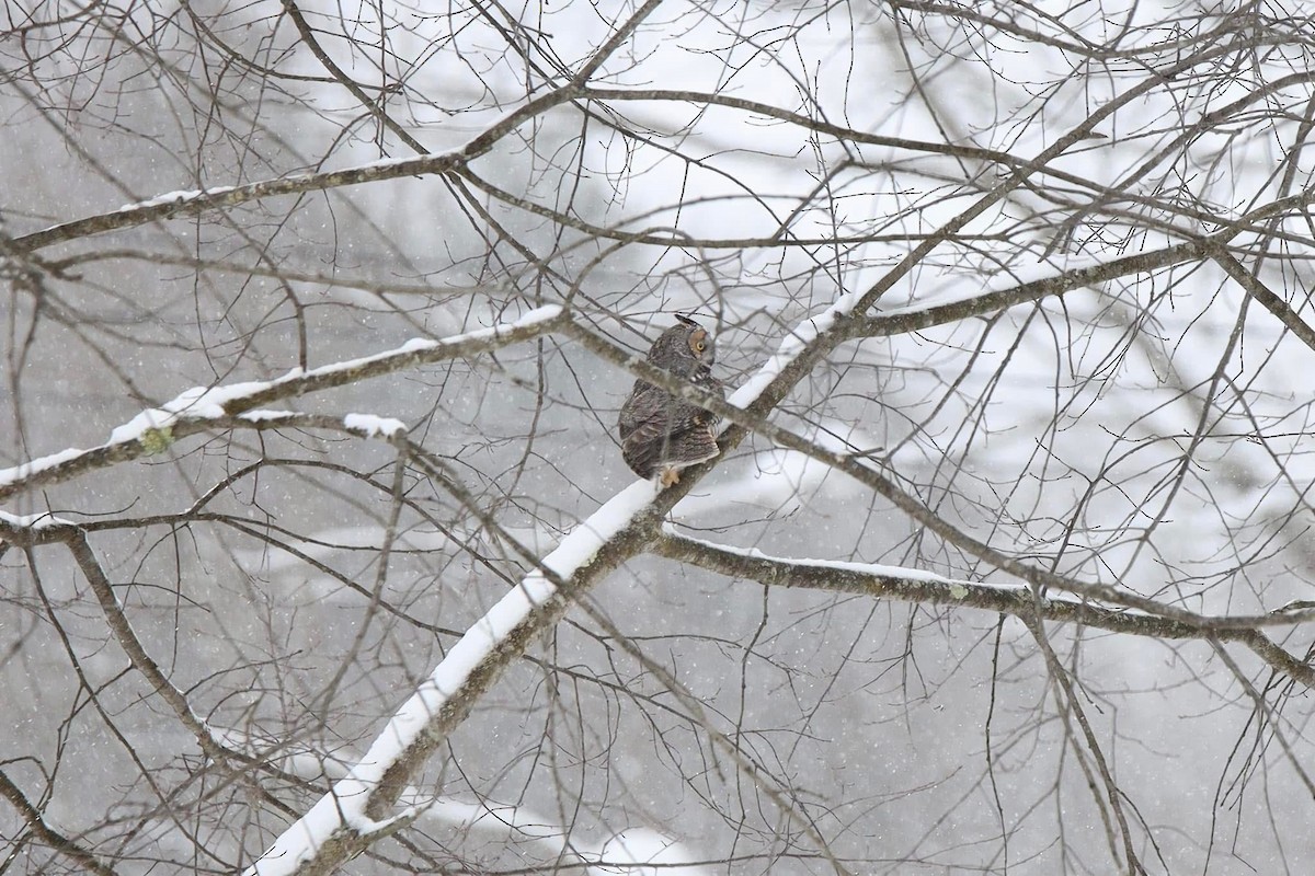 Long-eared Owl - ML627268466