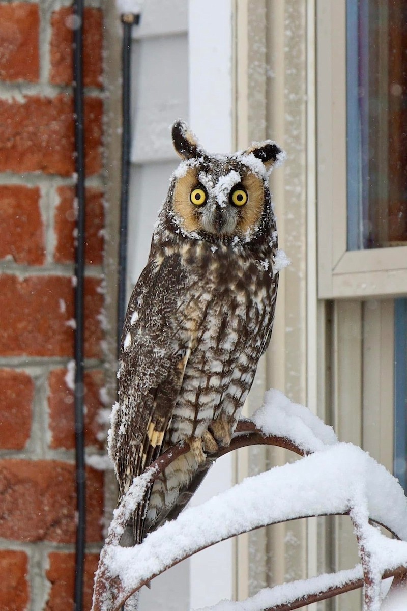 Long-eared Owl - ML627268467