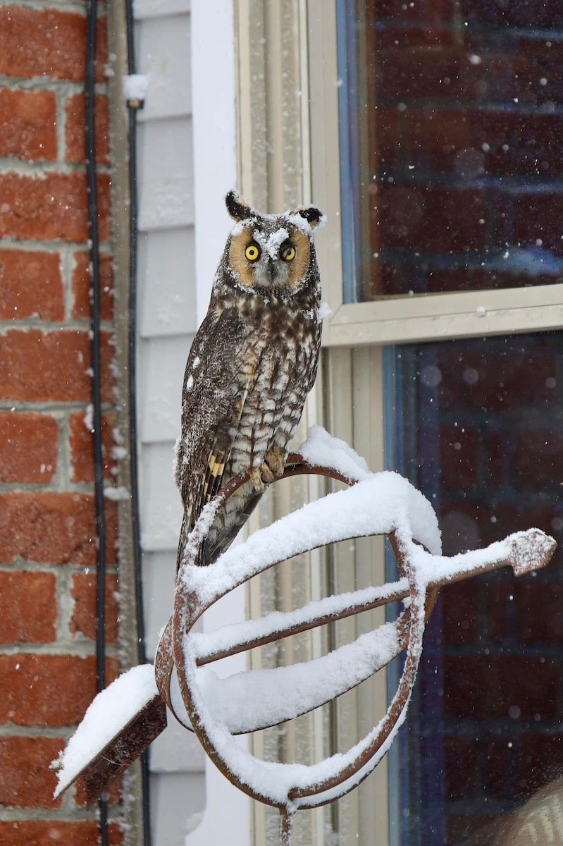 Long-eared Owl - ML627268468