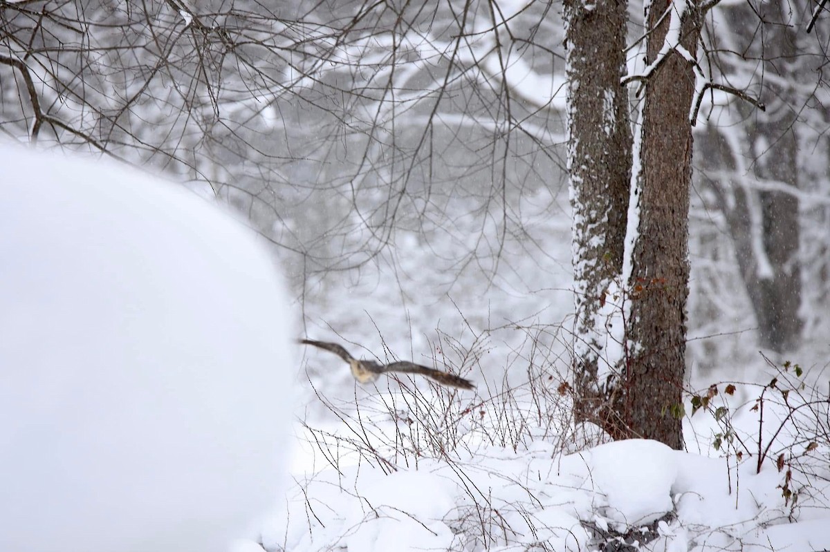 Long-eared Owl - ML627268469