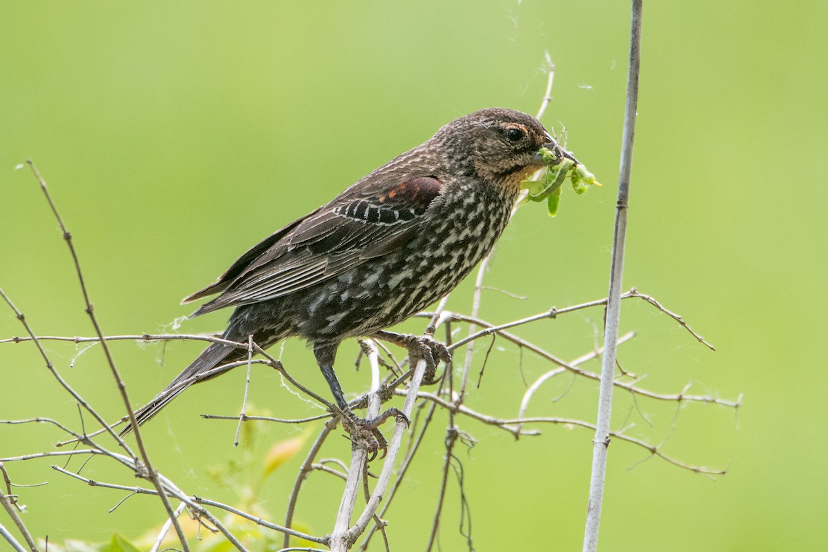 Red-winged Blackbird - Sue Barth
