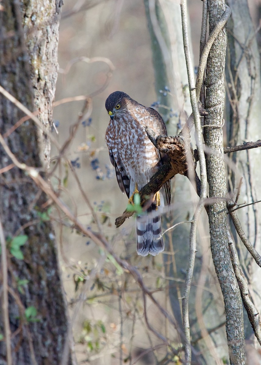 Sharp-shinned Hawk - ML627268556