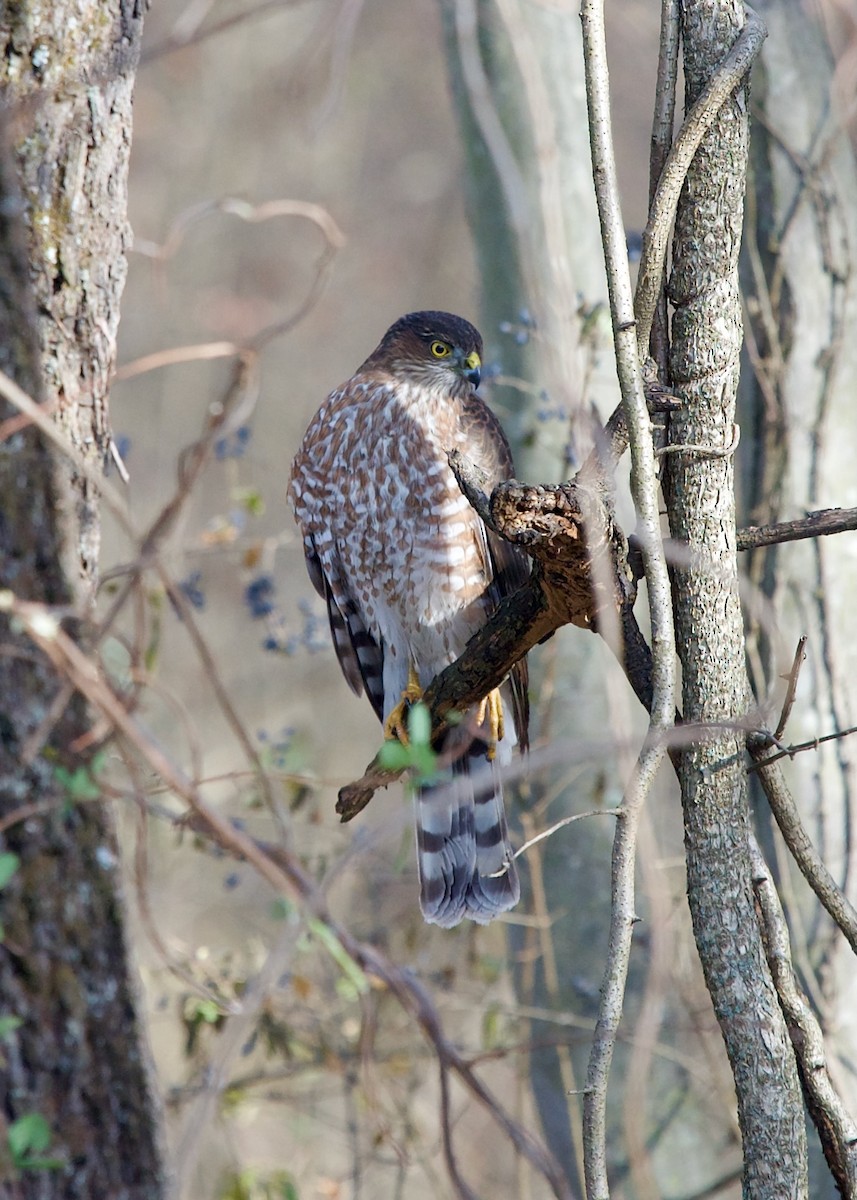 Sharp-shinned Hawk - ML627268558