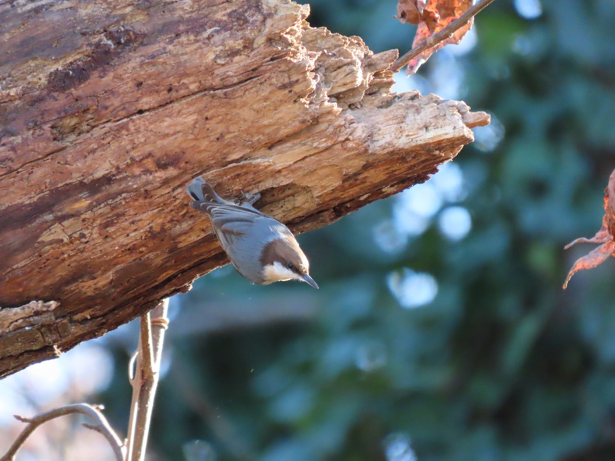 Brown-headed Nuthatch - ML627268567