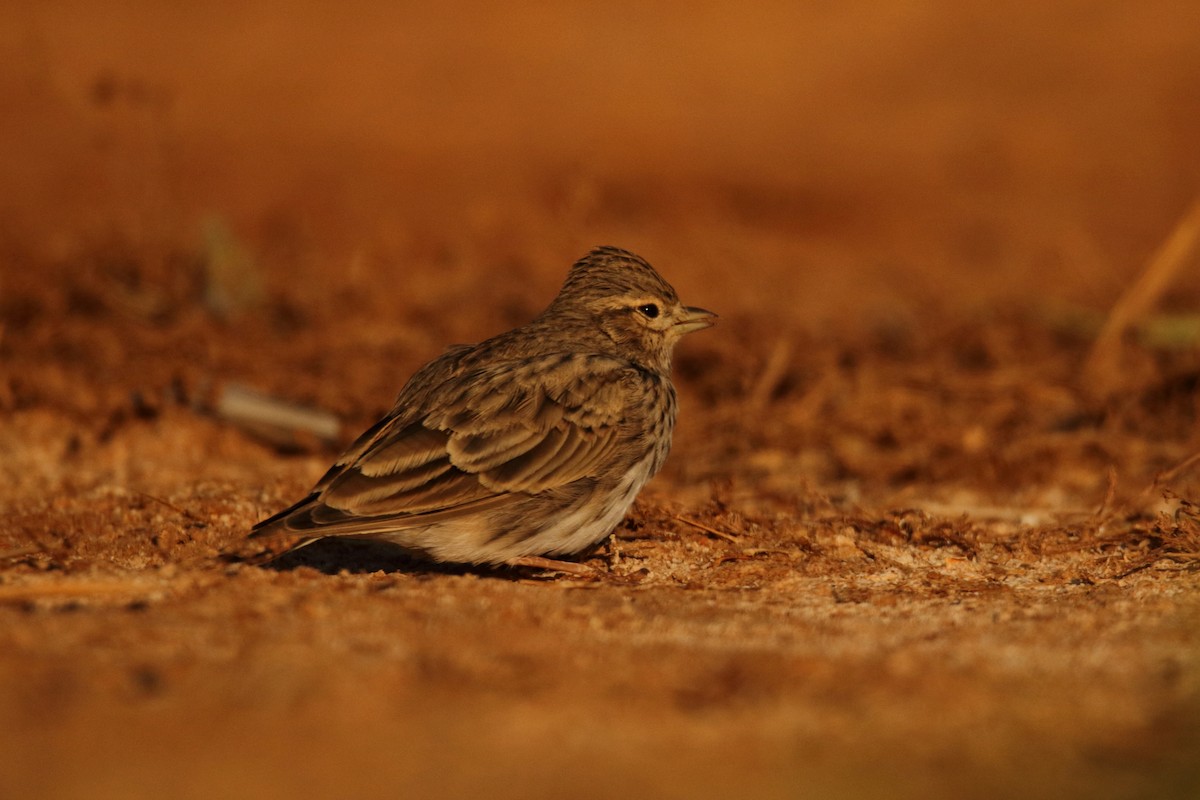 Mediterranean Short-toed Lark - ML627268774