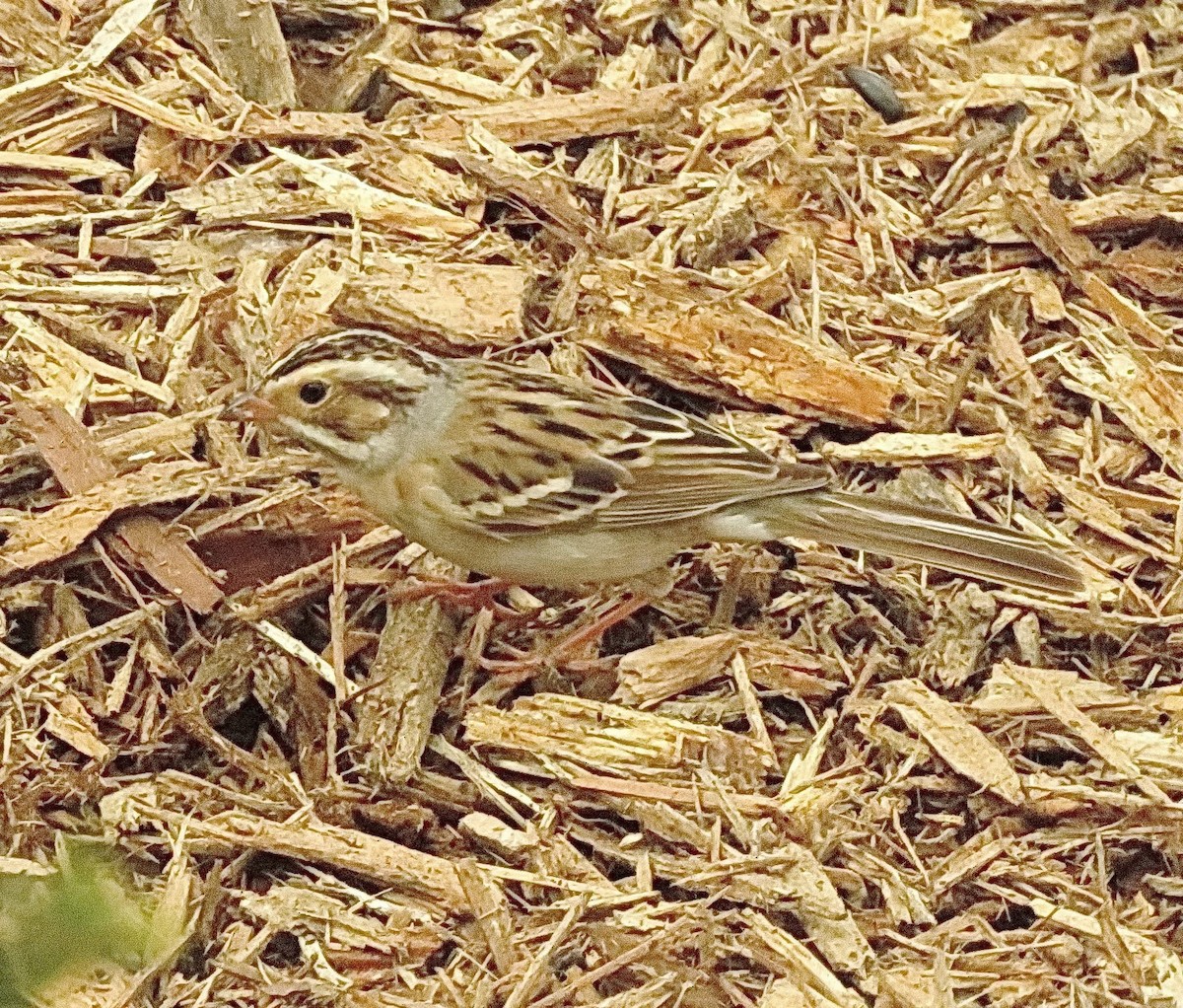 Clay-colored Sparrow - ML627268812