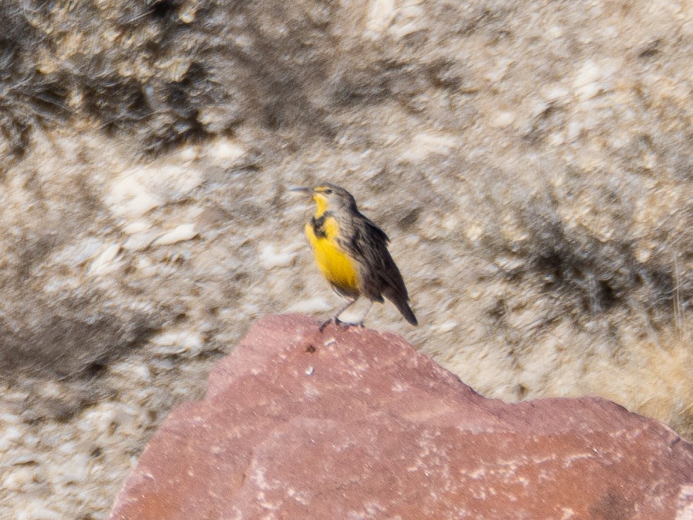 Western Meadowlark - ML627268839