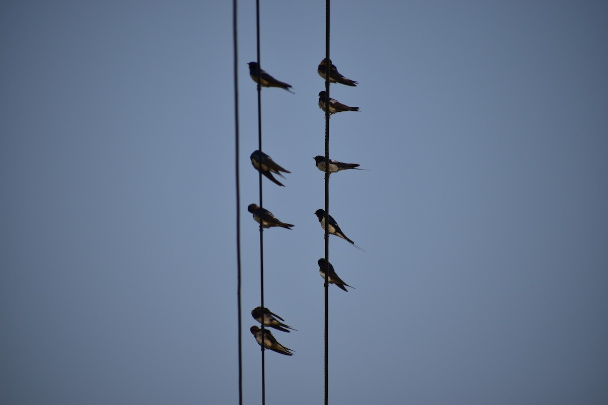 Barn Swallow - ML627268853
