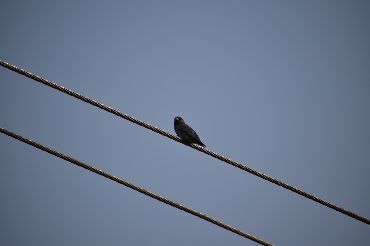 Ashy Woodswallow - ML627268890