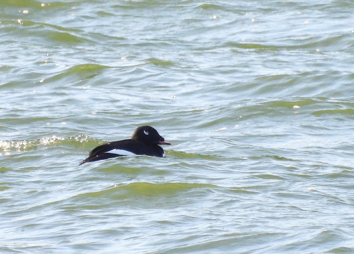 White-winged Scoter - ML627268976
