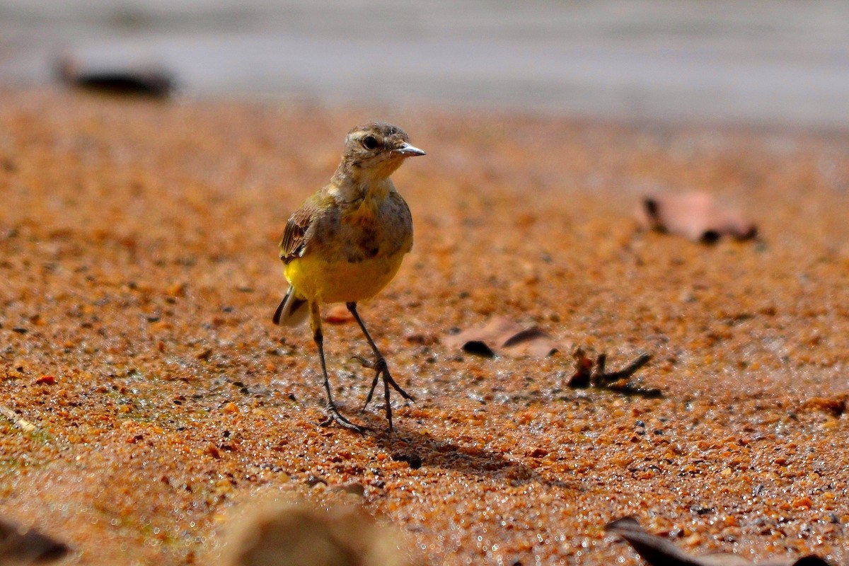 Western Yellow Wagtail - Lionel Sineux