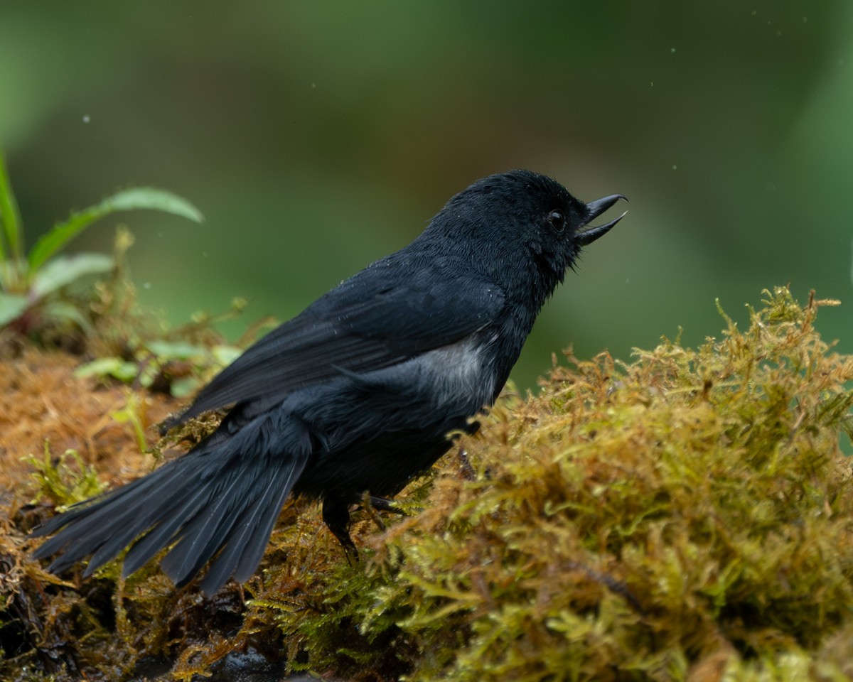 Black Flowerpiercer - ML627269212