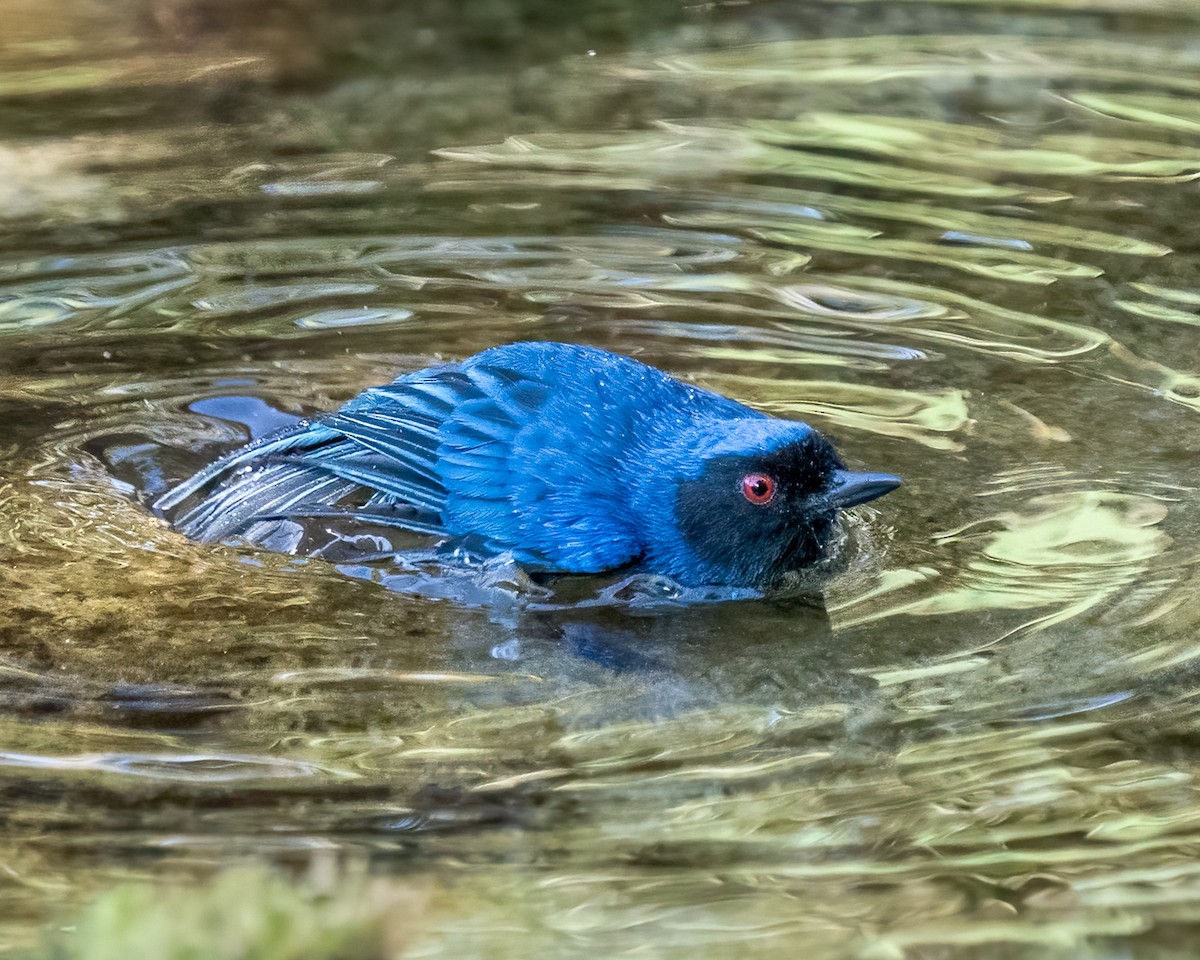 Masked Flowerpiercer - ML627269310