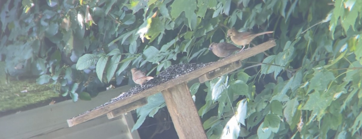 Northern Cardinal - ML627269328