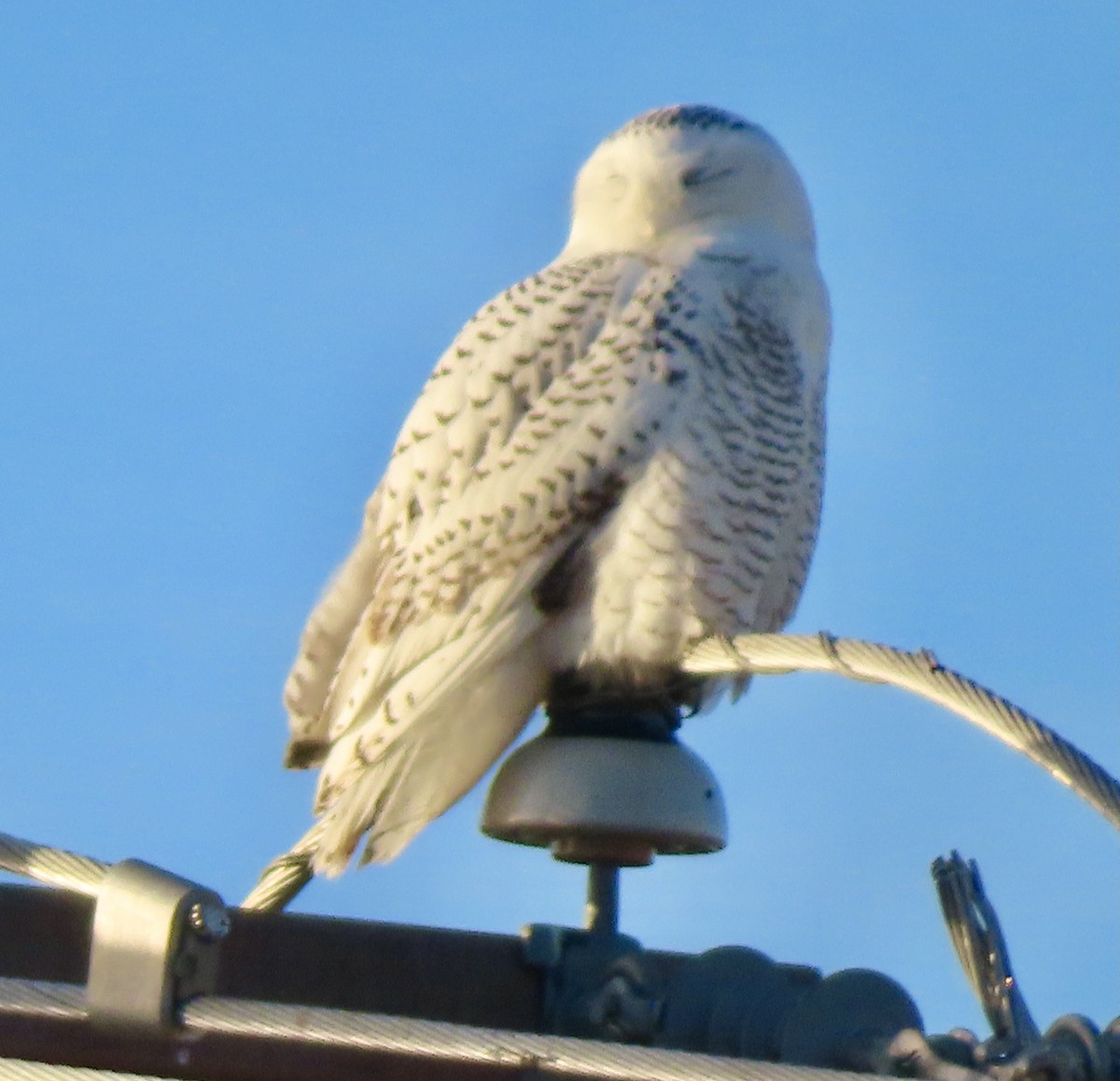 eBird Checklist - 8 Dec 2024 - Snowy Owl Sighting - 1 species