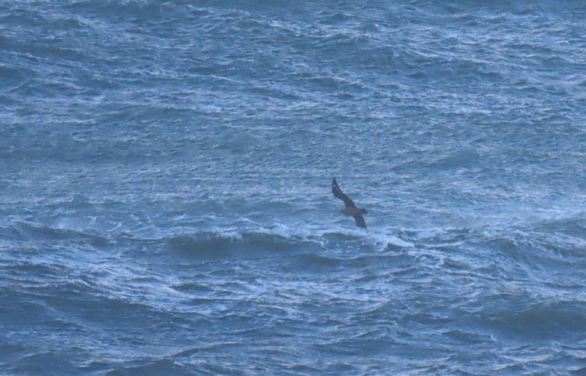 Great Skua - ML627269562