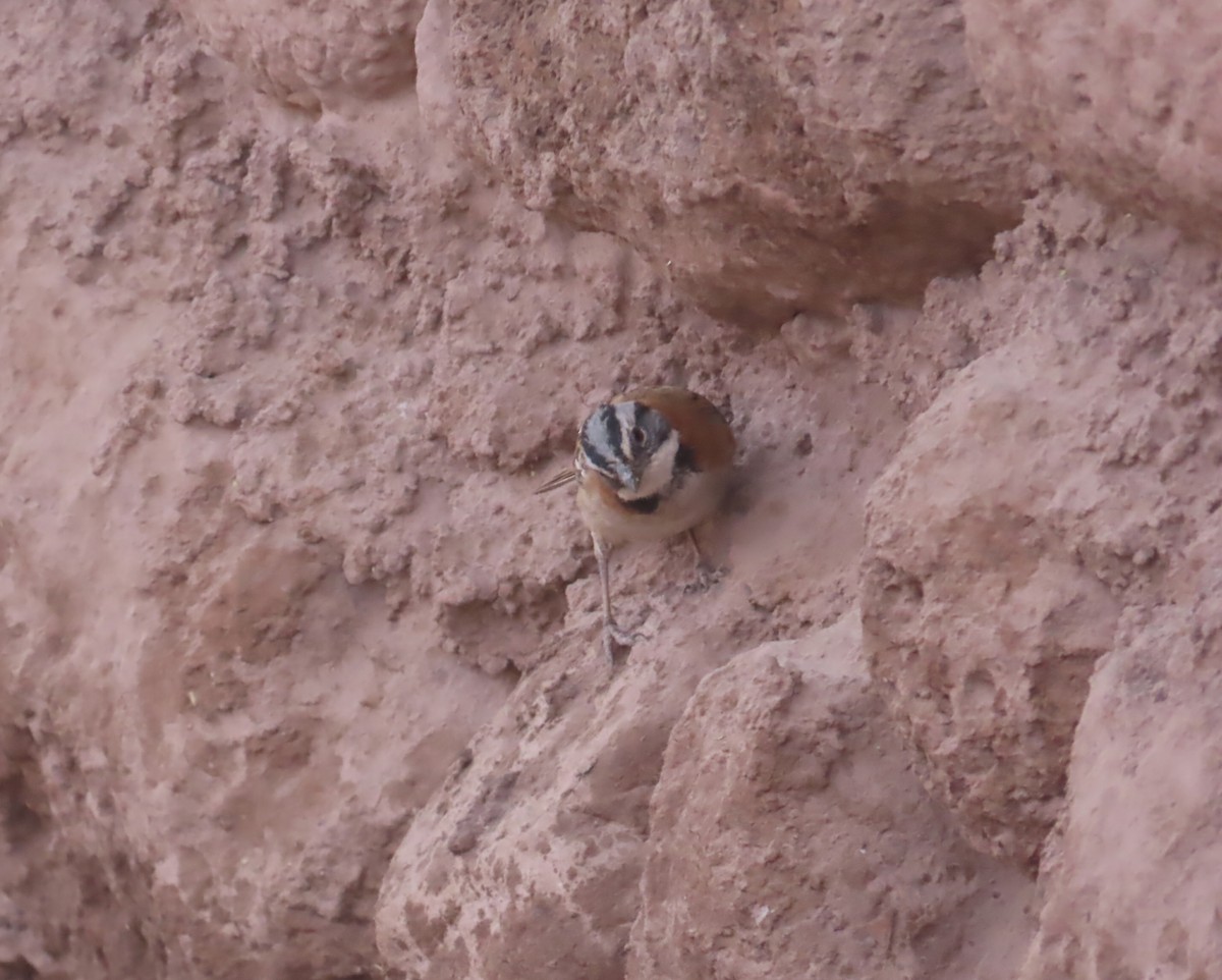 Rufous-collared Sparrow - ML627269608