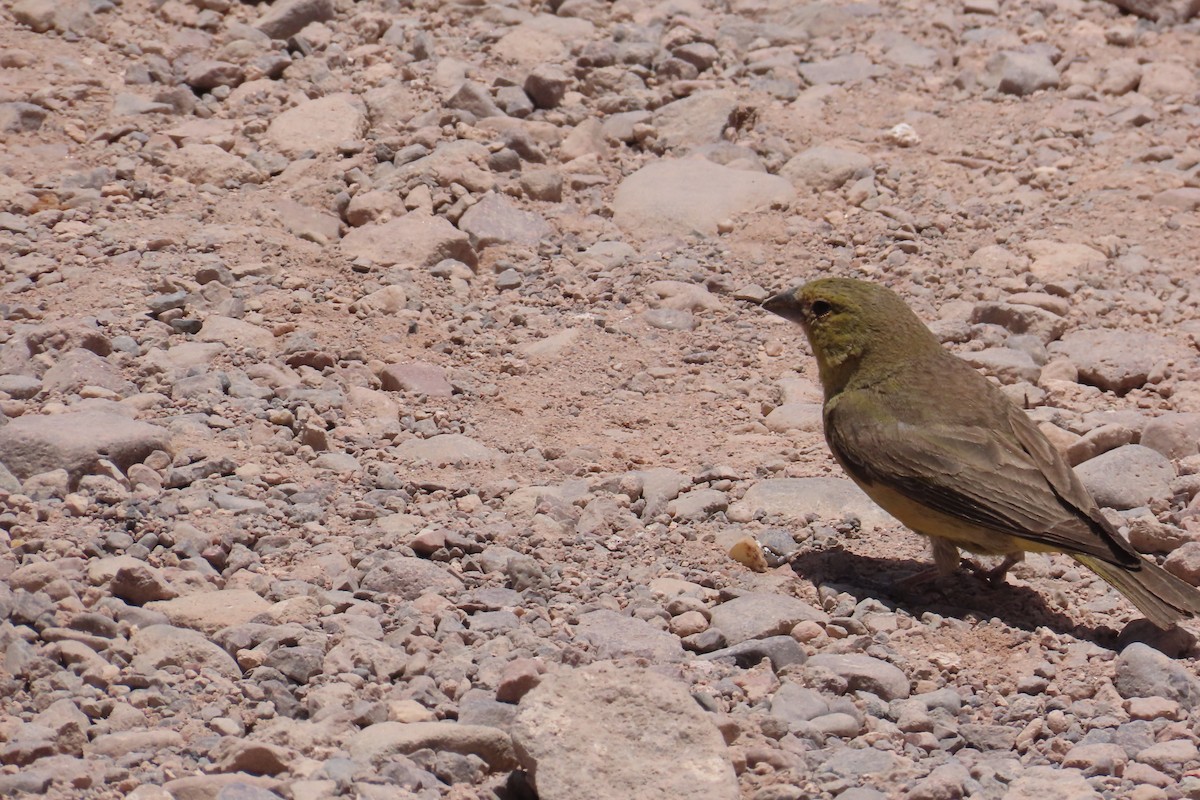 Greenish Yellow-Finch - ML627269618