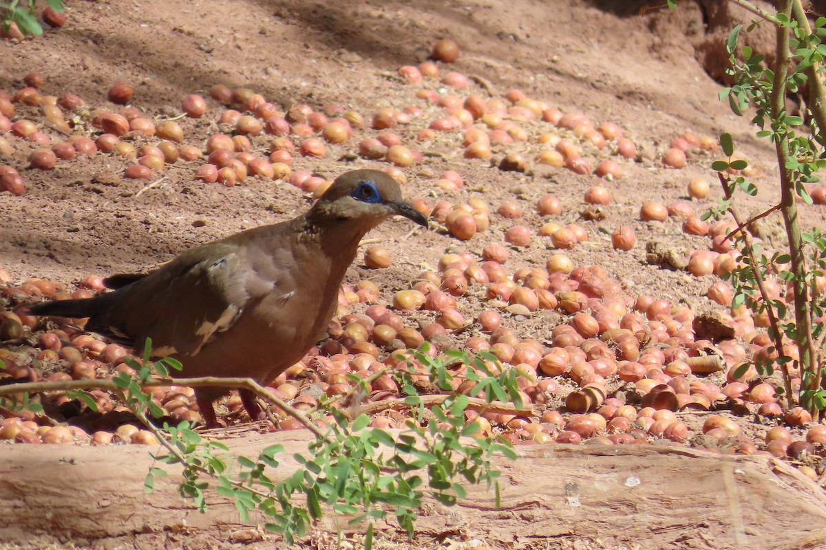 West Peruvian Dove - ML627269676