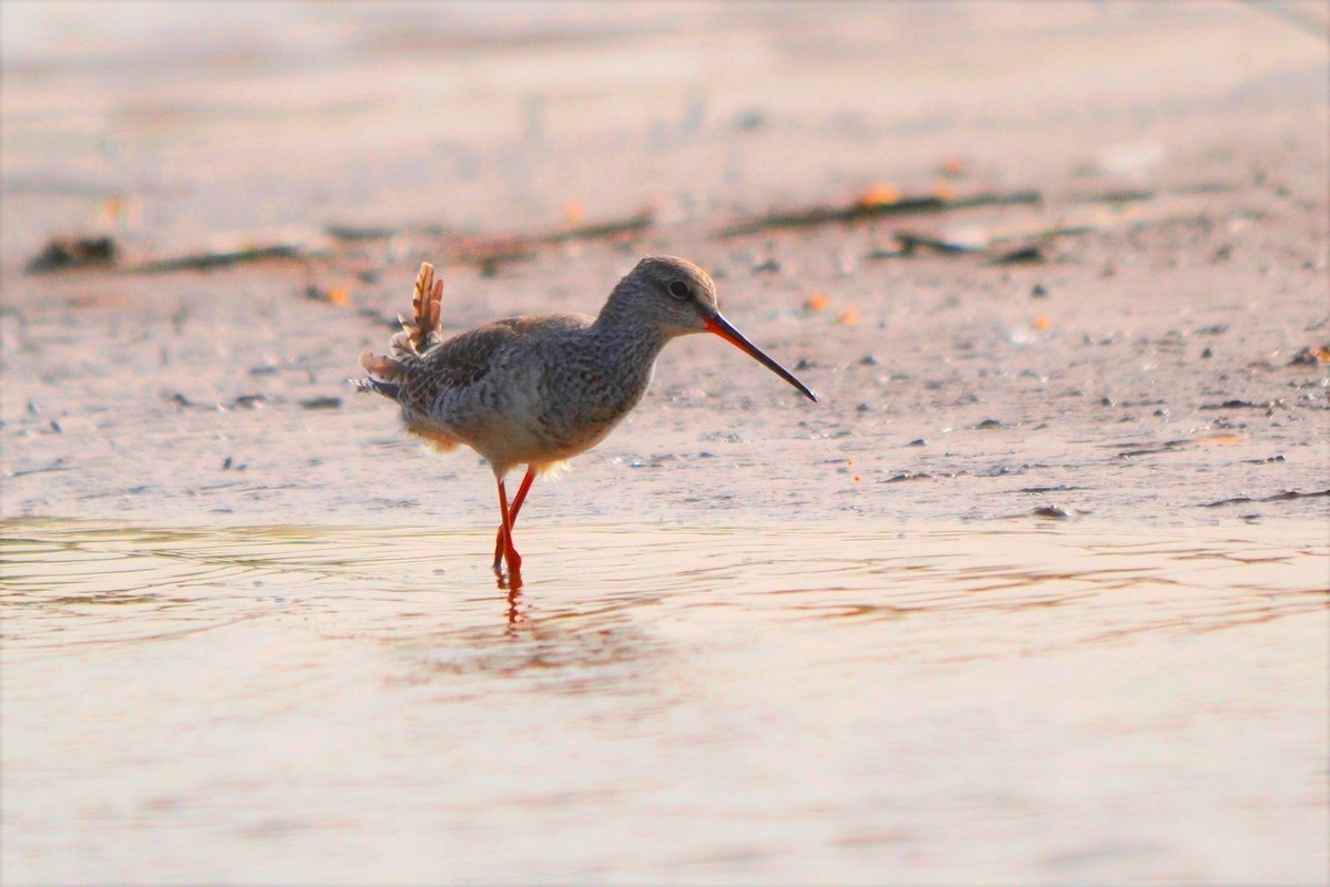 Spotted Redshank - Lionel Sineux
