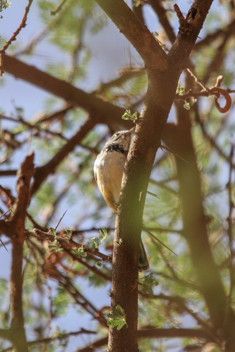 Banded Parisoma - ML627269700