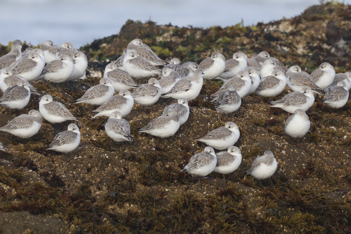 Sanderling - ML627270190