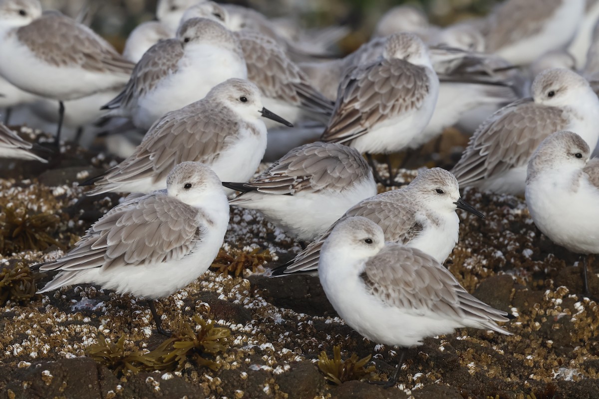 Sanderling - ML627270191