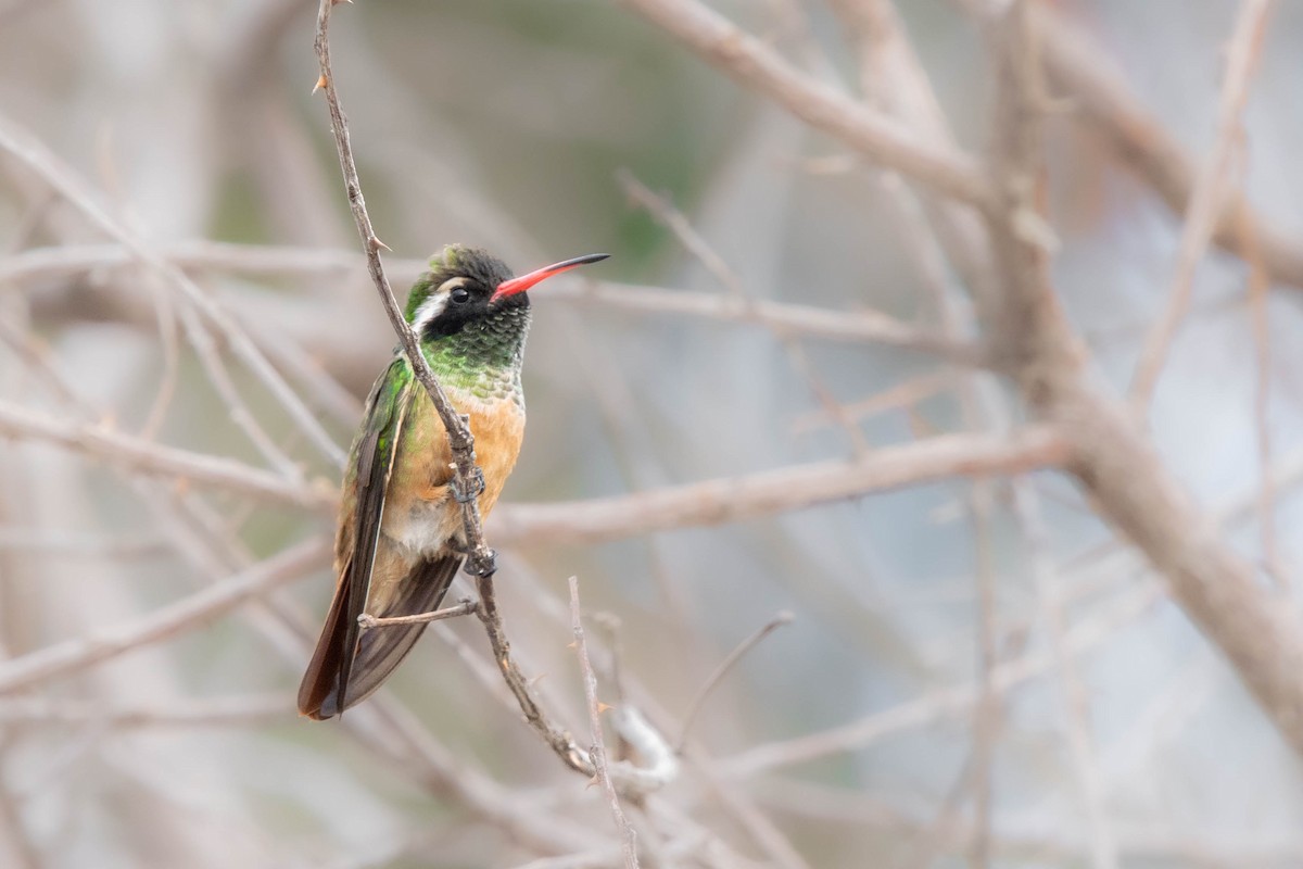 Xantus's Hummingbird - ML627270201