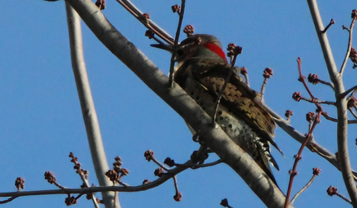 Northern Flicker - ML627270218