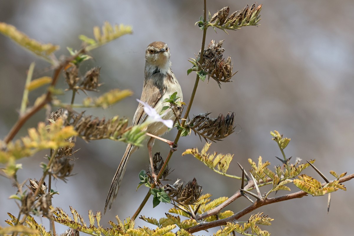 Prinia à plastron - ML627270265