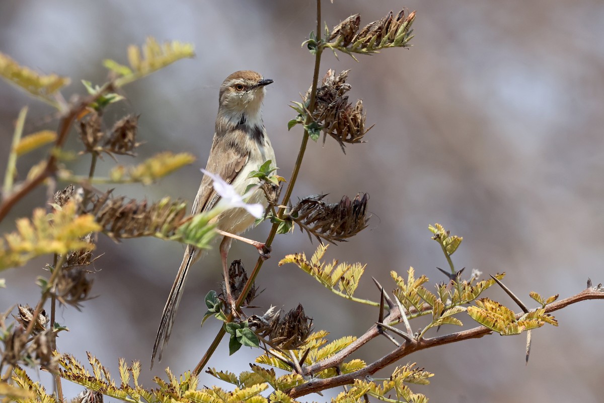 Prinia à plastron - ML627270266