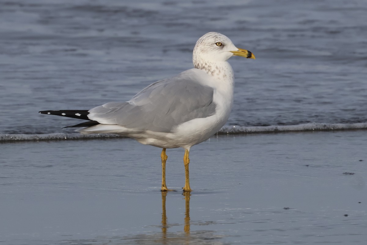 Ring-billed Gull - ML627270280