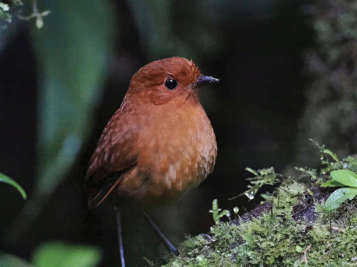 Chestnut Antpitta - ML627270729