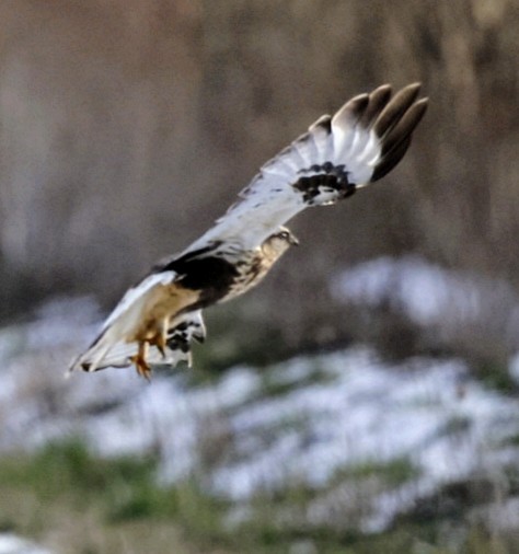 Rough-legged Hawk - ML627270832