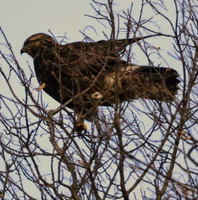 káně rousná - ML627270834