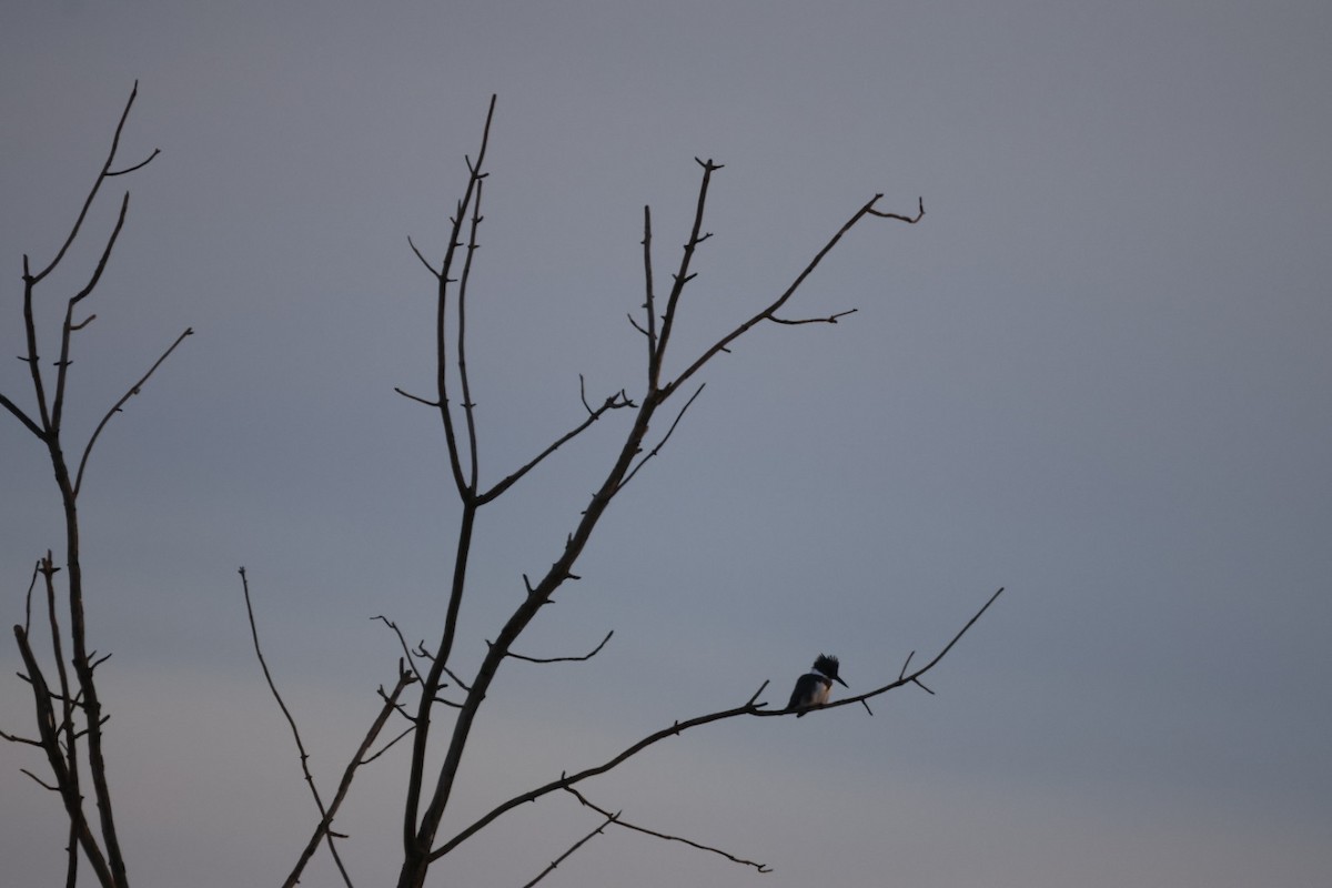 Belted Kingfisher - ML627270860