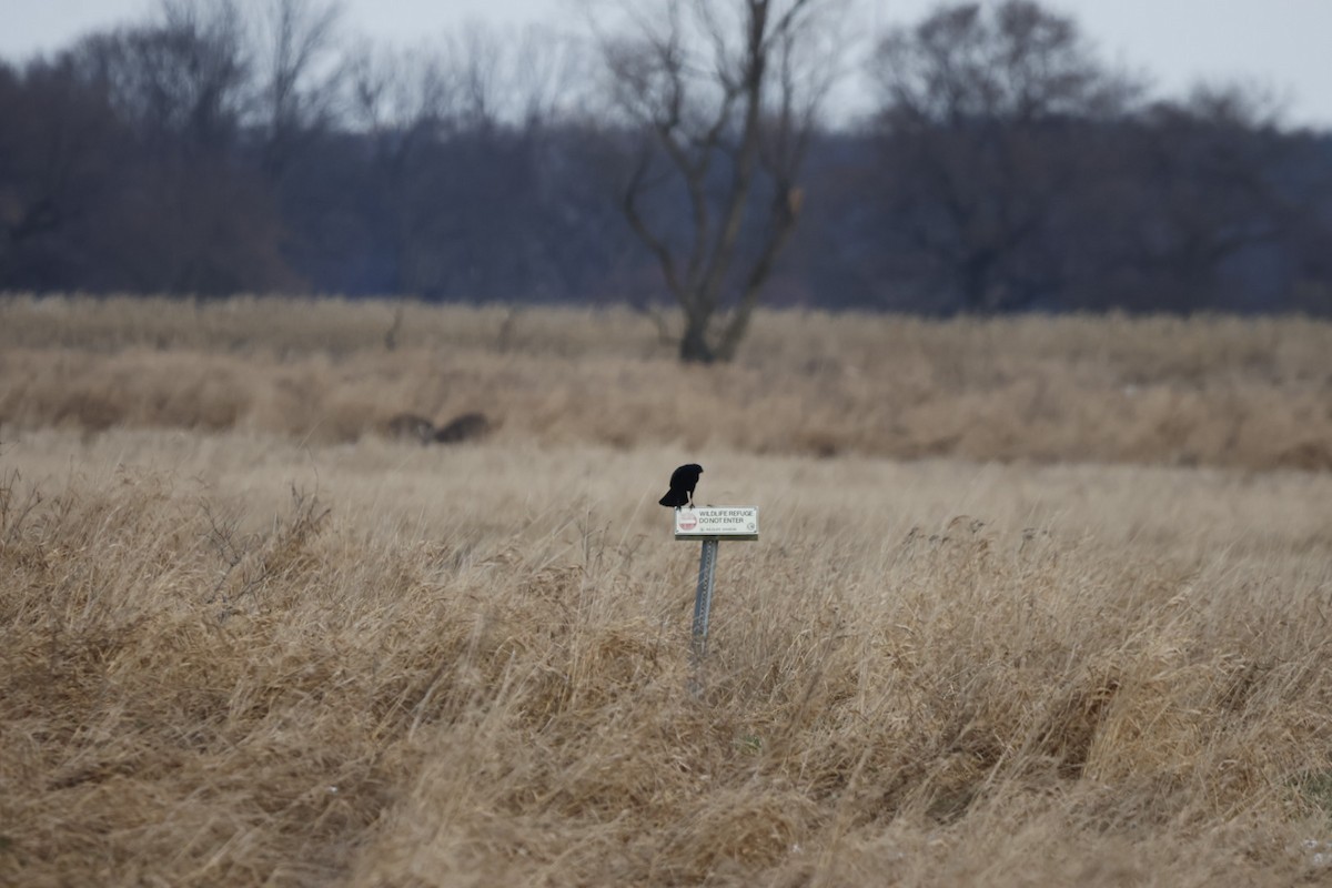 American Crow - ML627270908