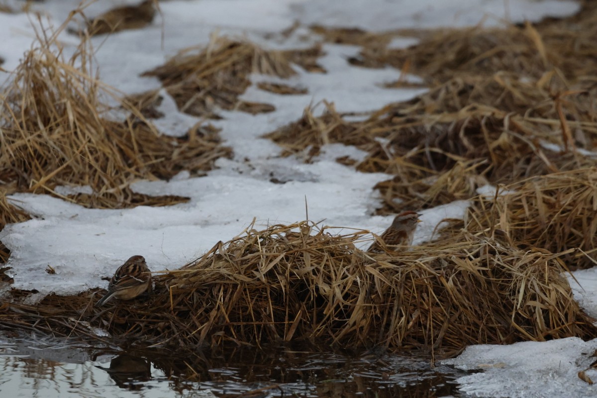 American Tree Sparrow - ML627270946