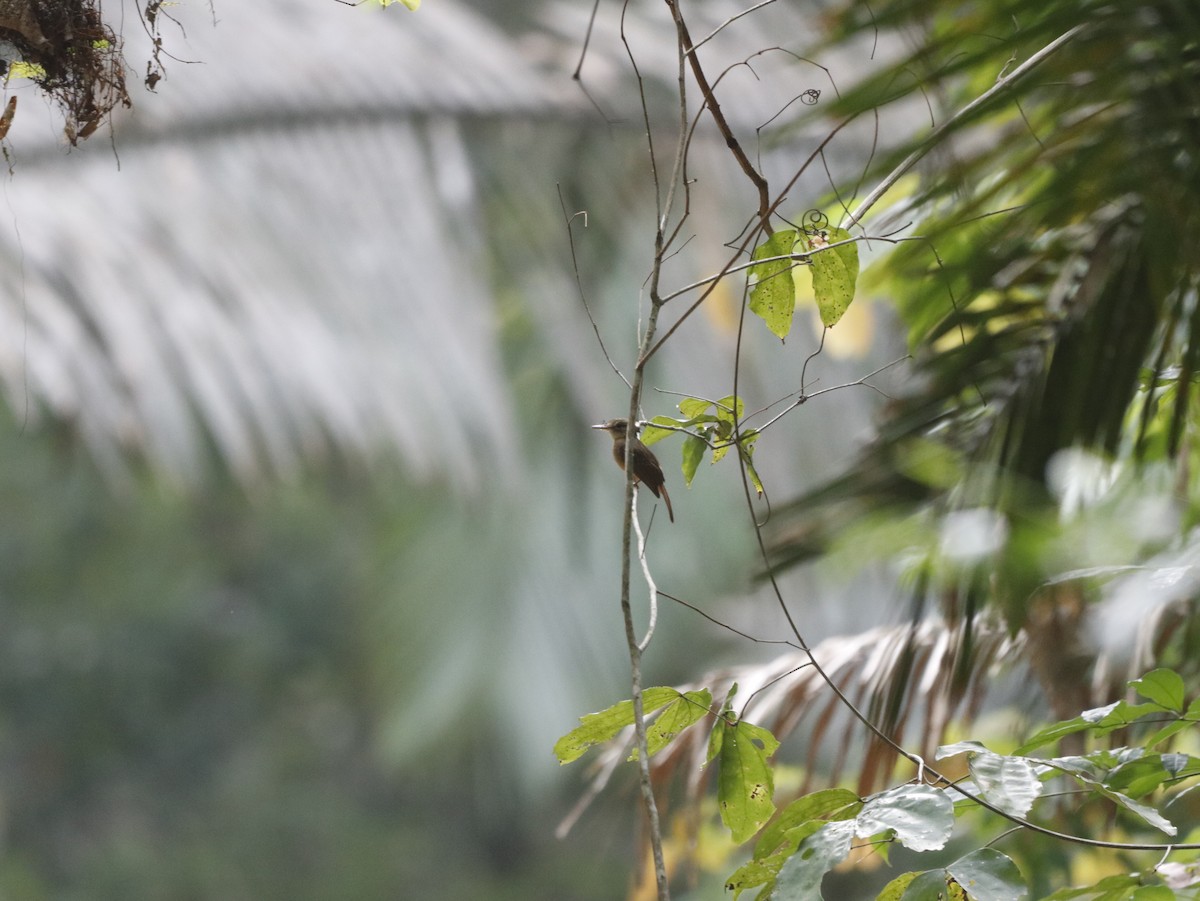 Tropical Royal Flycatcher - ML627271027