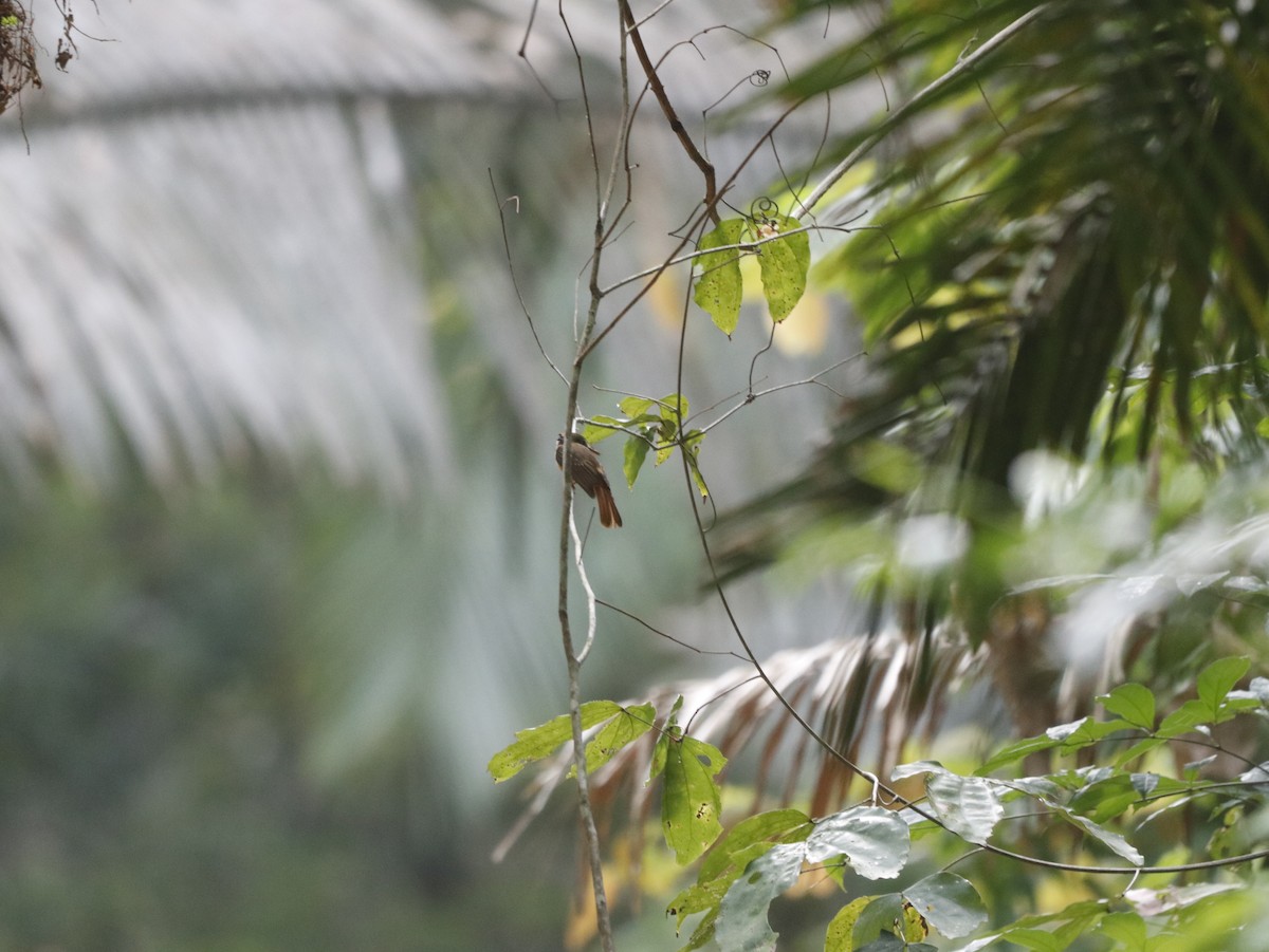 Tropical Royal Flycatcher - ML627271029