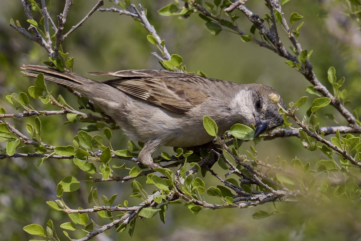 Socotra Sparrow - ML627271207