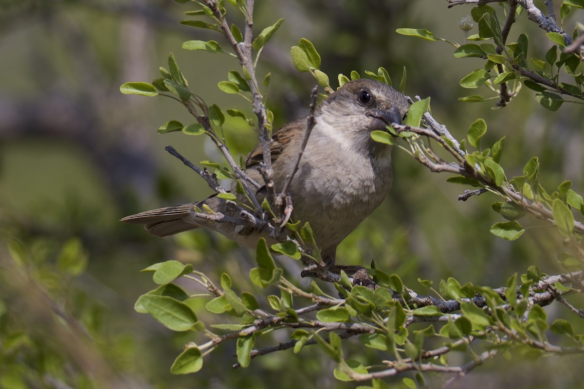 Socotra Sparrow - ML627271208