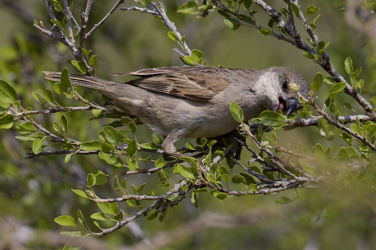 Socotra Sparrow - ML627271209
