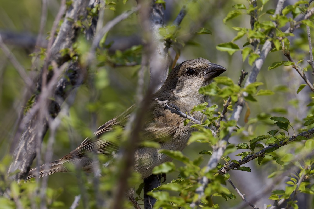 Socotra Sparrow - ML627271211