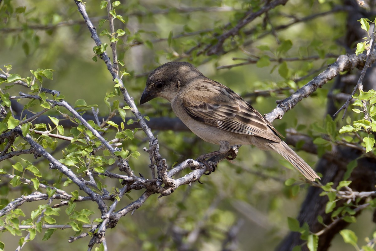 Socotra Sparrow - ML627271212