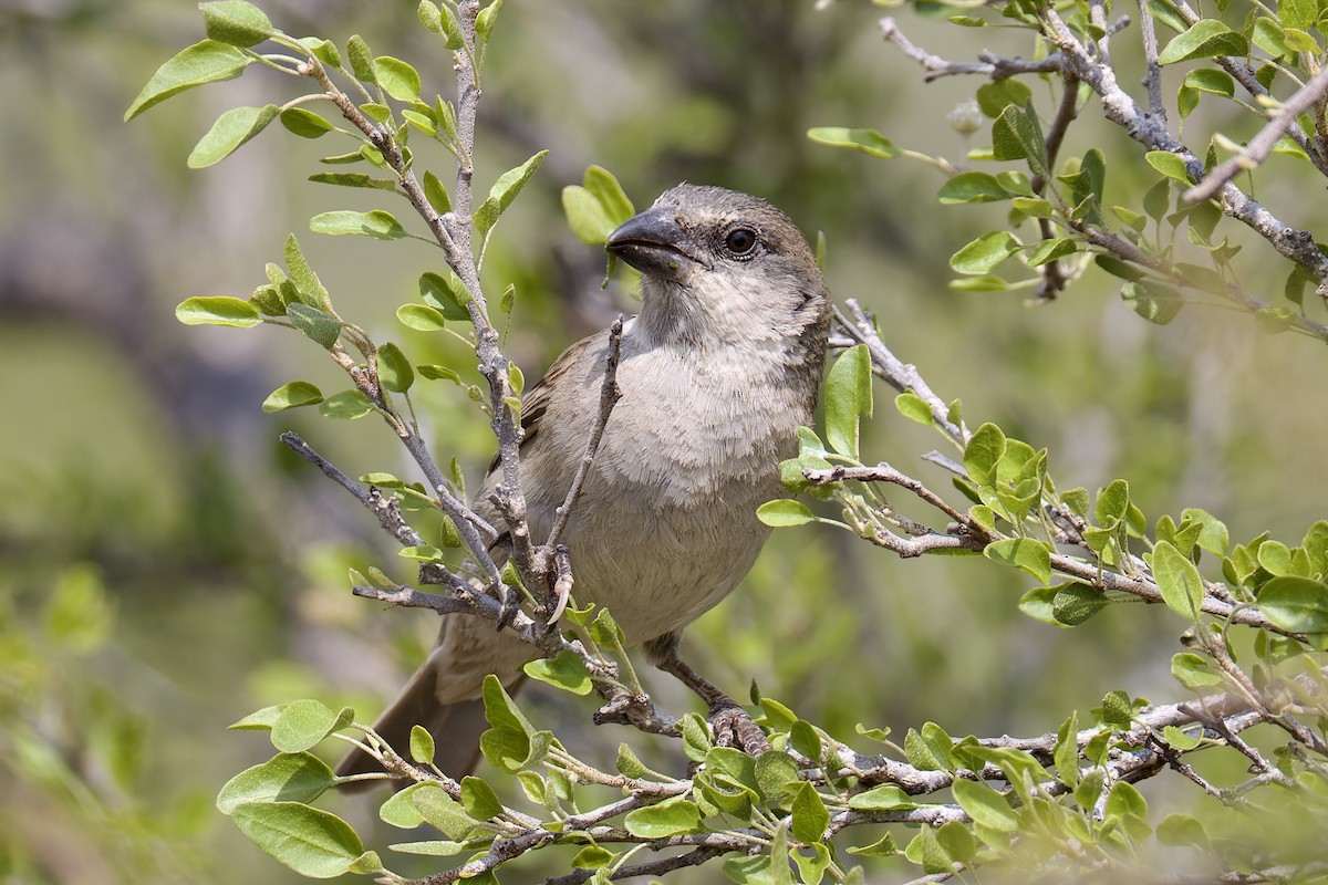 Socotra Sparrow - ML627271213