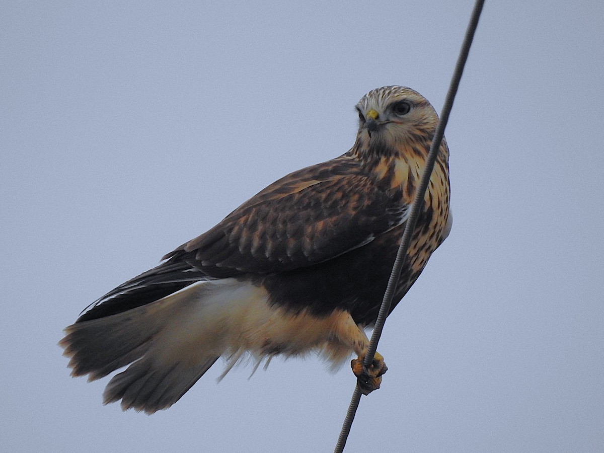 Rough-legged Hawk - ML627271214