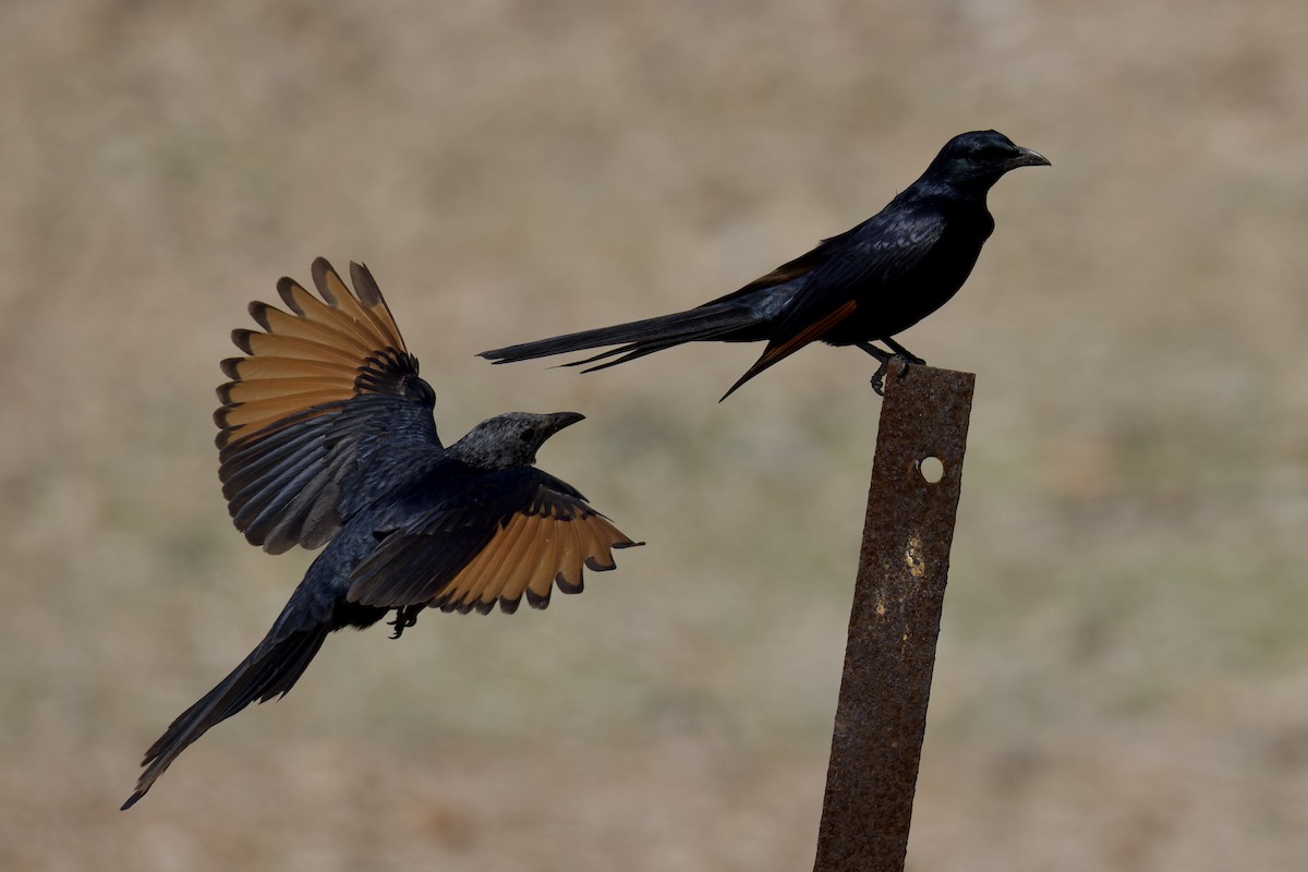 Socotra Starling - ML627271227