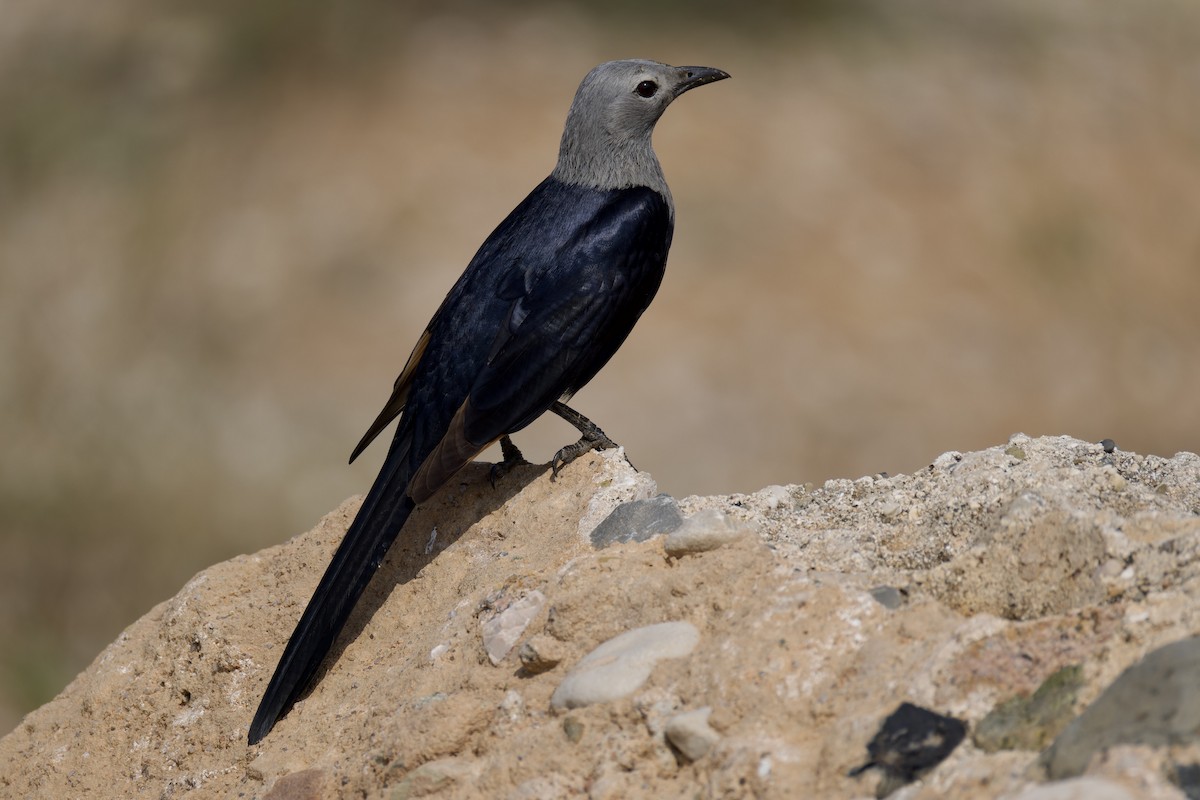 Socotra Starling - ML627271228