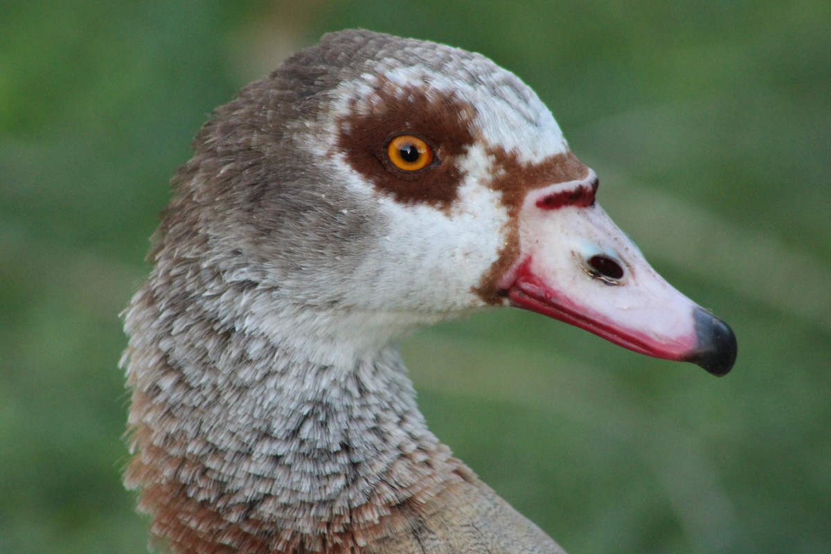 Egyptian Goose - ML627271258